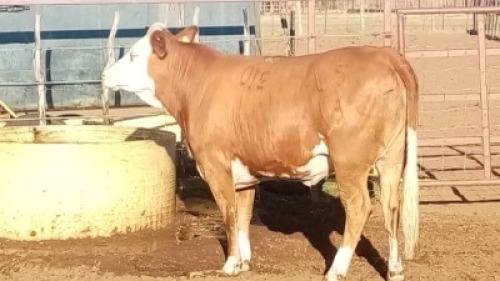 1X Simmentaler Heifer Quinton Barns