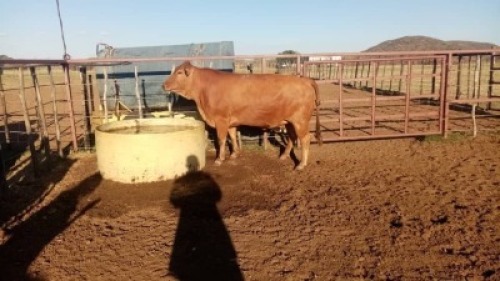 1X Commercial Heifers Quinton Barns