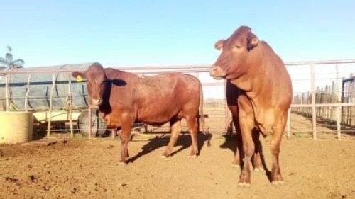 2X Commercial Heifers Quinton Barns