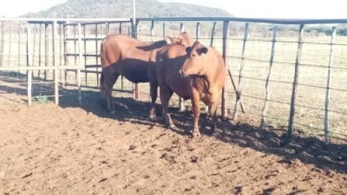 2X Commercial Heifers Quinton Barns