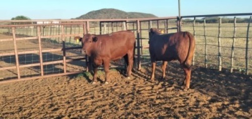 2X Commercial Heifers Quinton Barns