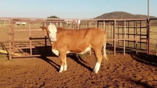 1X Simmentaler Heifer Quinton Barns