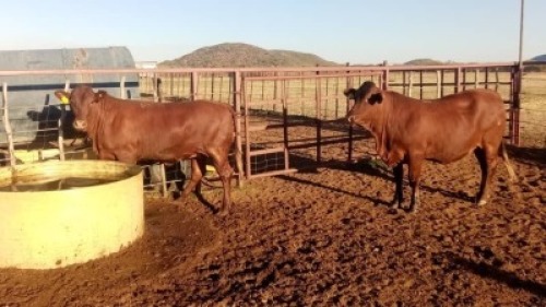 2X Commercial Heifers Quinton Barns