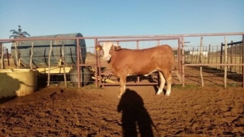 1X Simmentaler Heifer Quinton Barns