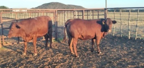 2X Commercial Heifers Quinton Barns