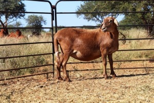 1X OOI/EWE Thaba Meatmasters - Chris Barkhuizen - 076 8506726 (Highest Bidder may choose A, B or C of Lot round or take all - Pay per piece. Choice once per Lot round, Rest to take all)