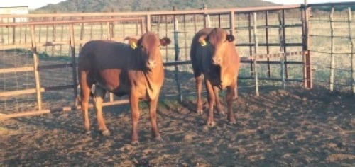 2X Commercial Heifers Quinton Barns