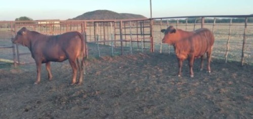 2X Commercial Heifers Quinton Barns