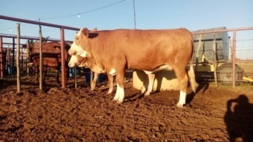 1X Simmentaler Heifer Quinton Barns