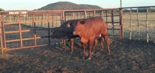 2X Commercial Heifers Quinton Barns