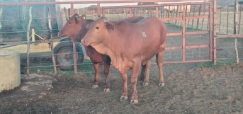 2X Commercial Heifers Quinton Barns