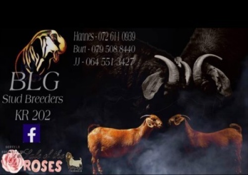 BLG Stud Breeders - Sponsor
