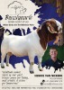 Benchmark Boer Goat Stud - Sponsor