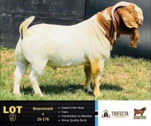 1X Boer Goat Buck LOCKNUT BUSHRA STUD 109