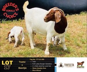 1+2X Boer Goat Doe & Kid 777-21-200 BUSHRA STUD 117