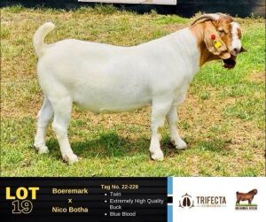 1X Boer Goat Buck 22-229 BUSHRA STUD 119