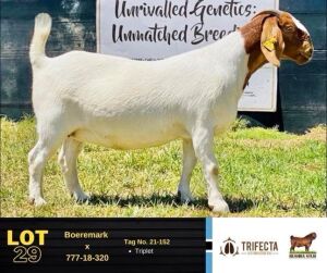 1X Boer Goat Doe 25-152 BUSHRA STUD 129