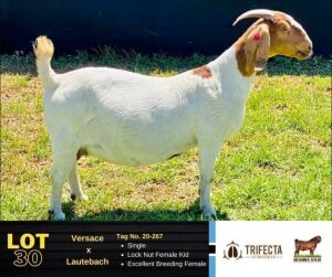 1X Boer Goat Doe 20-267 BUSHRA STUD 130