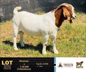 1X Boer Goat Buck 22-060 BUSHRA STUD 132