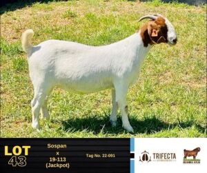 1X Boer Goat Doe 22-091 BUSHRA STUD 143