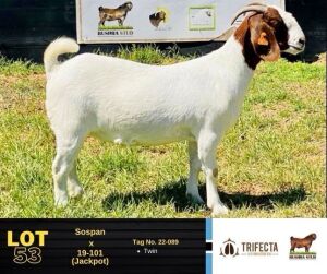 1X Boer Goat Doe 22-089 BUSHRA STUD 153