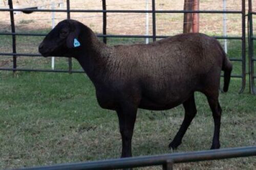 1X OOI/EWE B3 Genetics - Charles Freeme - 074 207 0007 (Highest Bidder may choose A, B or C of Lot round or take all - Pay per piece. Choice once per Lot round, Rest to take all)