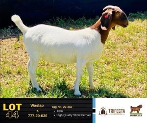 1X Boer Goat Doe 22-342 BUSHRA STUD 144