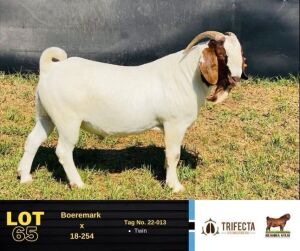 1X Boer Goat Buck 22-013 BUSHRA STUD 165