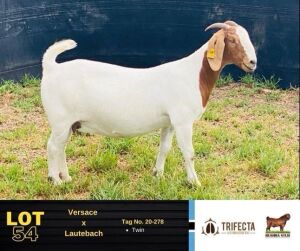 1X Boer Goat Doe 20-278 BUSHRA STUD 154