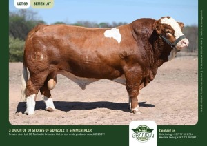 10X Simmental SEMEN STRAWS GDH2012 Grandin Stud