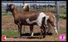 LOT 1 2X MEATMASTER OOI/EWE SUPERIOR GENETICS (Pay per Animal) - 2