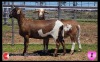 LOT 1 2X MEATMASTER OOI/EWE SUPERIOR GENETICS (Pay per Animal) - 4