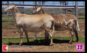 LOT 15 2X MEATMASTER OOI/EWE SUPERIOR GENETICS (Pay per Animal)