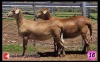 LOT 16 2X MEATMASTER OOI/EWE SUPERIOR GENETICS (Pay per Animal) - 2