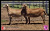 LOT 16 2X MEATMASTER OOI/EWE SUPERIOR GENETICS (Pay per Animal) - 3