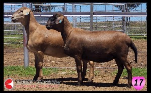 LOT 17 2X MEATMASTER OOI/EWE SUPERIOR GENETICS (Pay per Animal)