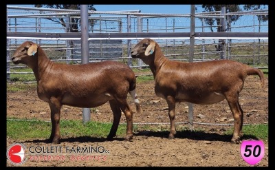 LOT 50 2X MEATMASTER OOI/EWE SUPERIOR GENETICS (Pay per Animal)