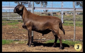 LOT 3 1X MEATMASTER RAM LA ROCHELLE