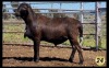 LOT 24 1X MEATMASTER RAM LA ROCHELLE