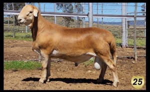 LOT 25 1X MEATMASTER RAM LA ROCHELLE