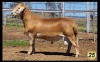 LOT 25 1X MEATMASTER RAM LA ROCHELLE - 2