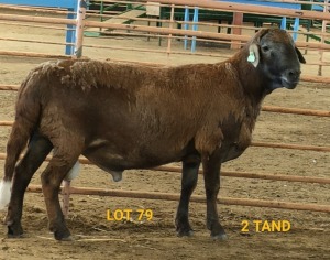 WITHDRAWN - LOT 79 1X MEATMASTER RAM CONSENTVLEY MEATMASTERS