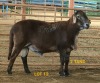 LOT 12 1X MEATMASTER RAM CONSENTVLEY MEATMASTERS