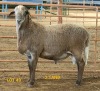 LOT 49 1X MEATMASTER RAM CONSENTVLEY MEATMASTERS