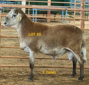 LOT 48 1X MEATMASTER RAM CONSENTVLEY MEATMASTERS