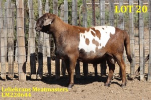 LOT 20 1X MEATMASTER RAM LELIEKRANS MEATMASTERS