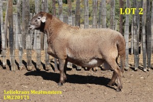 LOT 2 1X MEATMASTER RAM LELIEKRANS MEATMASTERS