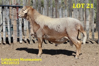 LOT 21 1X MEATMASTER RAM LELIEKRANS MEATMASTERS