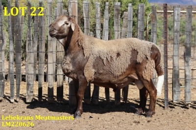 LOT 22 1X MEATMASTER RAM LELIEKRANS MEATMASTERS