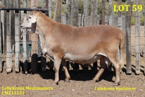 LOT 59 1X MEATMASTER RAM LELIEKRANS MEATMASTERS(Verkoper hou gebruiksreg uit)